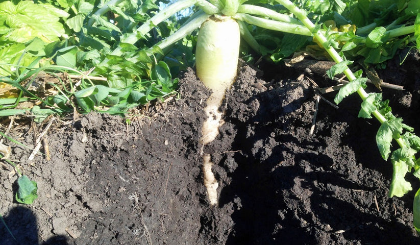 Farm.hand.seeds Ground hog radish