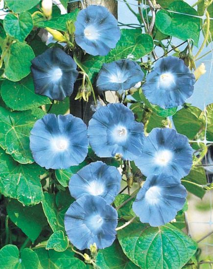 Farm.hand.seeds Heavenly Blue Morning Glory Flower