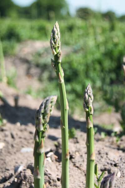 Farm.hand.seeds Mary Washington asparagus