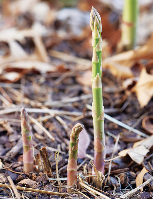 Farm.hand.seeds Mary Washington asparagus