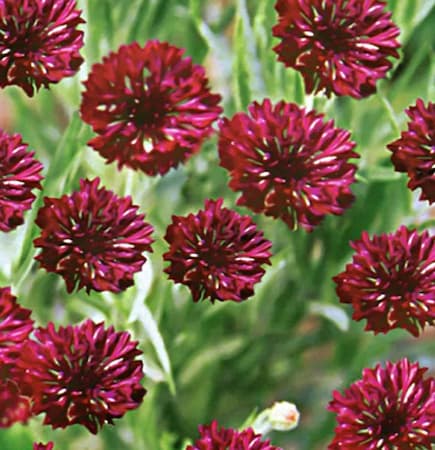 Farm.hand.seeds Red bachelor buttons