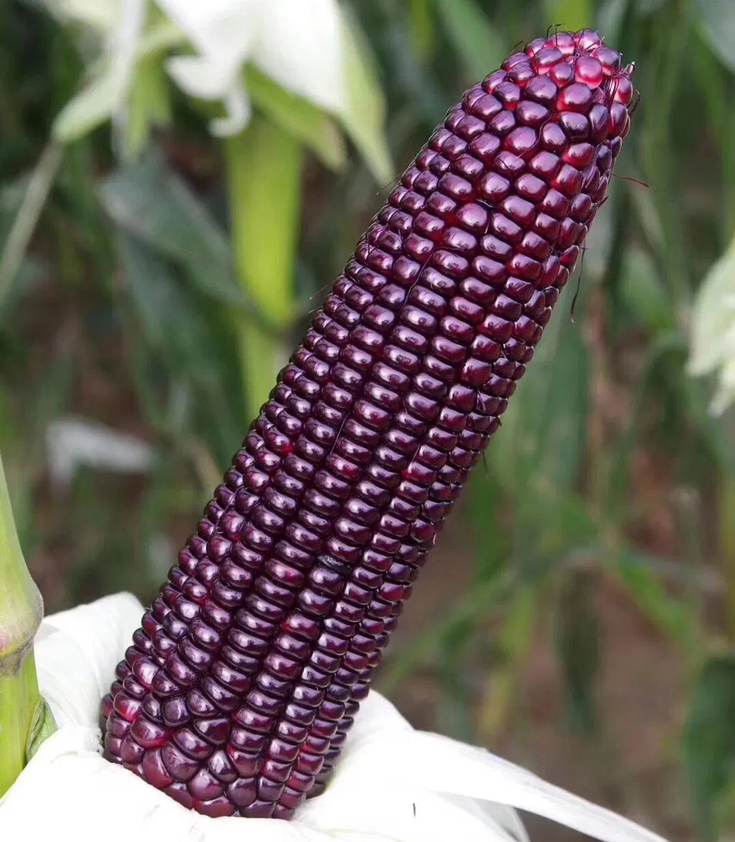 Farm.hand.seeds Purple moredo corn