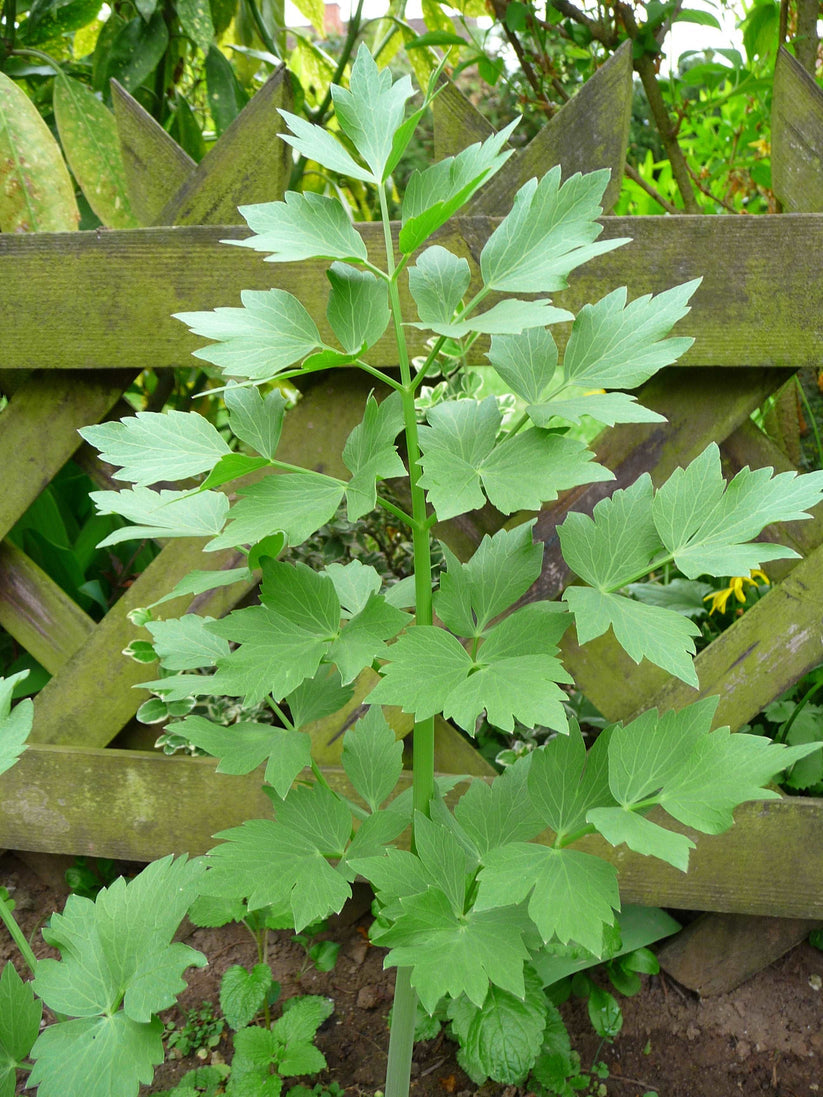 Farm.hand.seeds Lovage