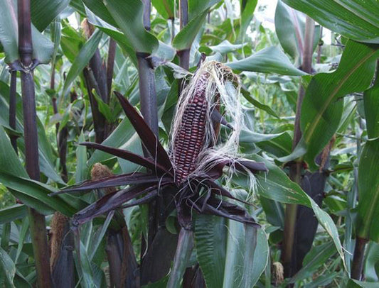 Farm.hand.seeds Double red sweet corn