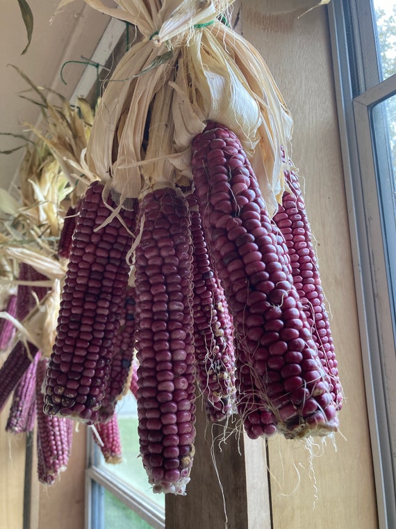 Farm.hand.seeds Purple moredo corn