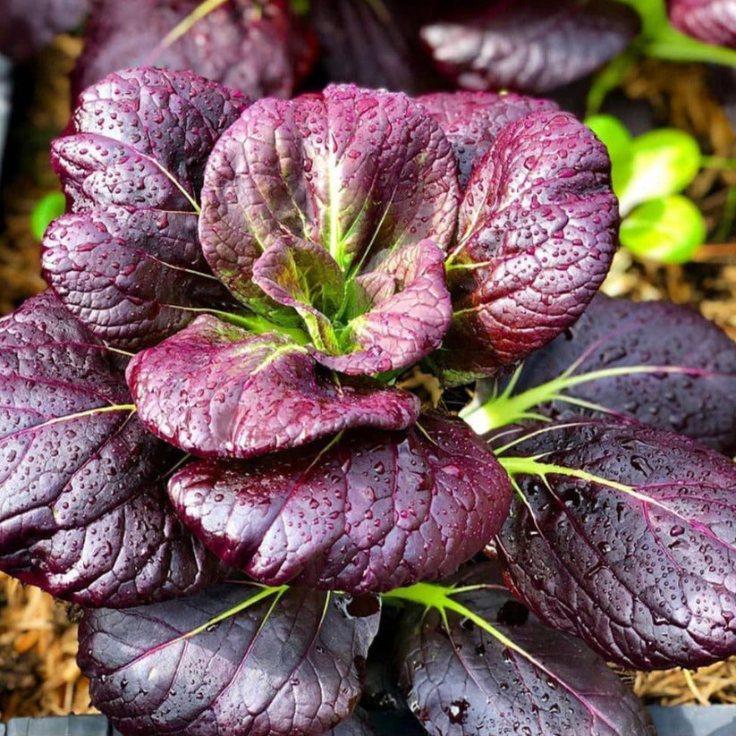 Farm.hand.seeds Pink Plume Celery 