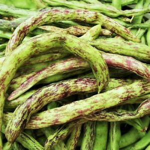 Rattlesnake pole beans - Premium {PRODUCTsweet cornRattlesnake pole beans_TYPE} from Farm.hand.seeds - Just $0! Shop now at Farm.hand.seeds