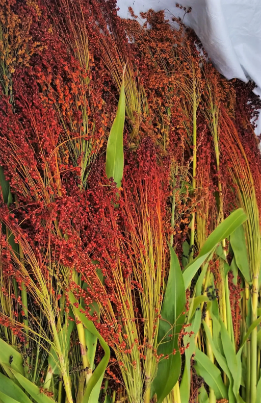 Red broom corn