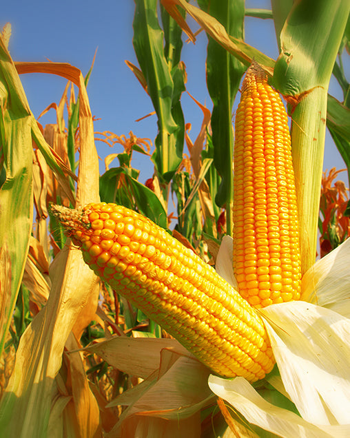 Farm.hand.seeds Reids yellow dent corn