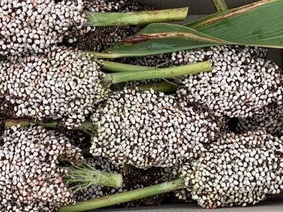 Farm.hand.seeds Hagari white broom corn