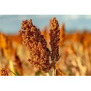 Farm.hand.seeds Pink Plume Celery 