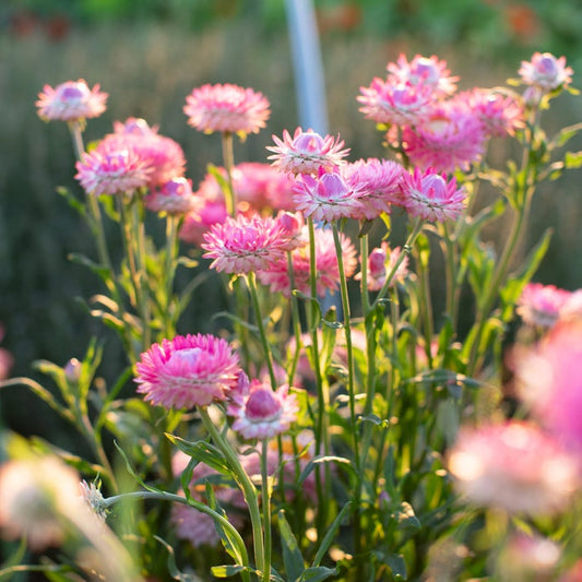 Farm.hand.seeds Bright pink strawflower