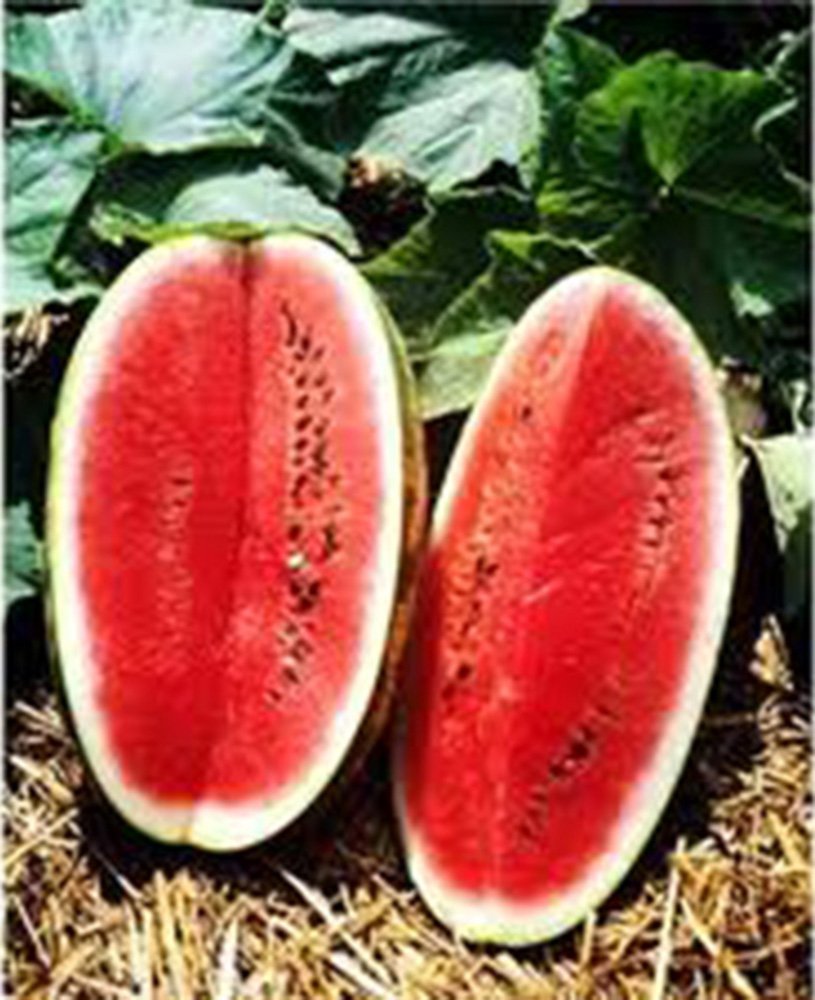 Farm.hand.seeds Kleckleys watermelon