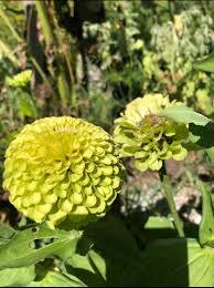 Key lime zinnia mix