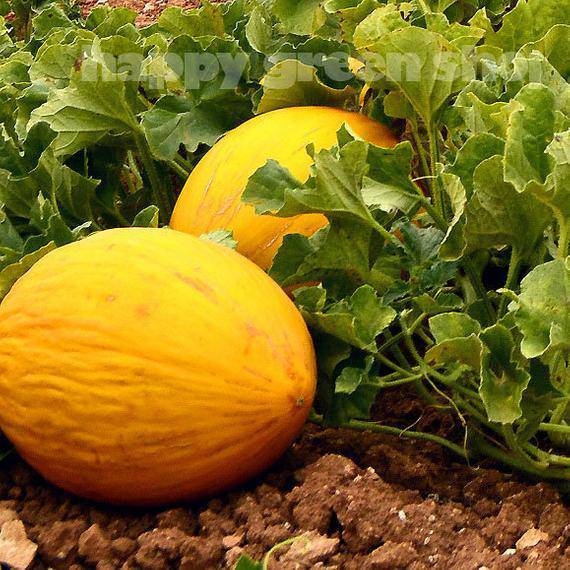 Amarillo Oro Melon - Premium {PRODUCTsweet cornAmarillo Oro Melon_TYPE} from Farm.hand.seeds - Just $2.79! Shop now at Farm.hand.seeds