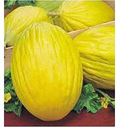 Amarillo Oro Melon - Premium {PRODUCTsweet cornAmarillo Oro Melon_TYPE} from Farm.hand.seeds - Just $2.79! Shop now at Farm.hand.seeds