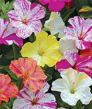 Farm.hand.seeds Four O' Clock Heirloom Flowers