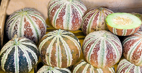Kajari melon