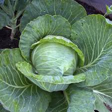 Brunswick cabbage