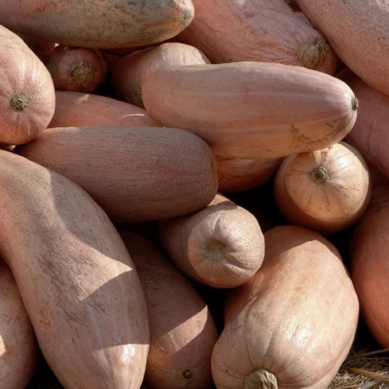 Giant pink banana squash