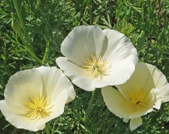 White linen poppy