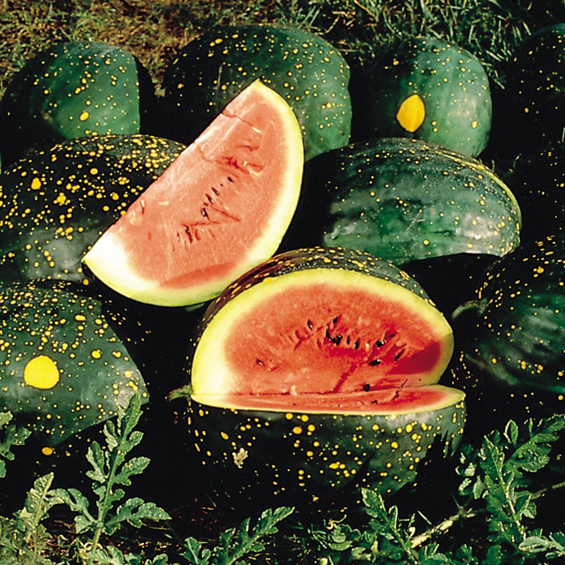 Red moon and stars watermelon