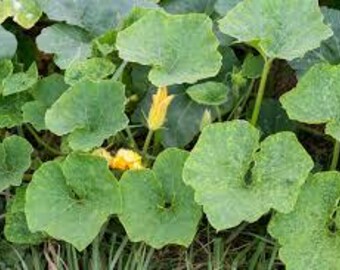 True Green Hubbard Winter Squash