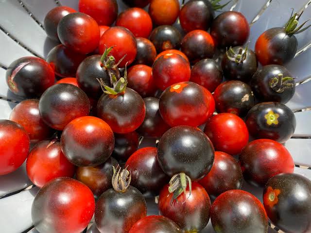 Black Cherry Tomato