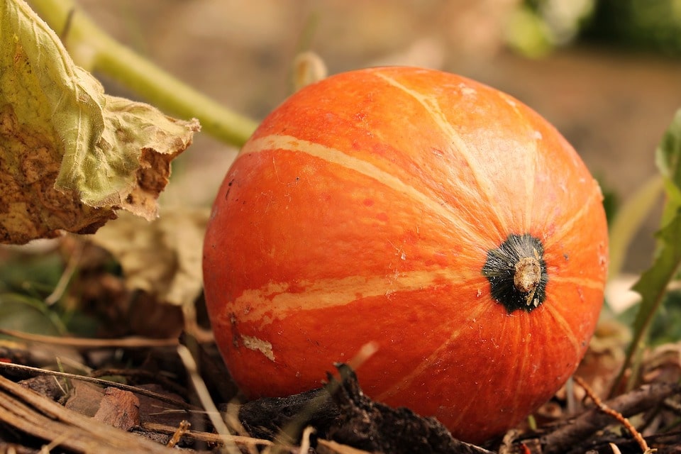 Gold Nugget Winter Squash