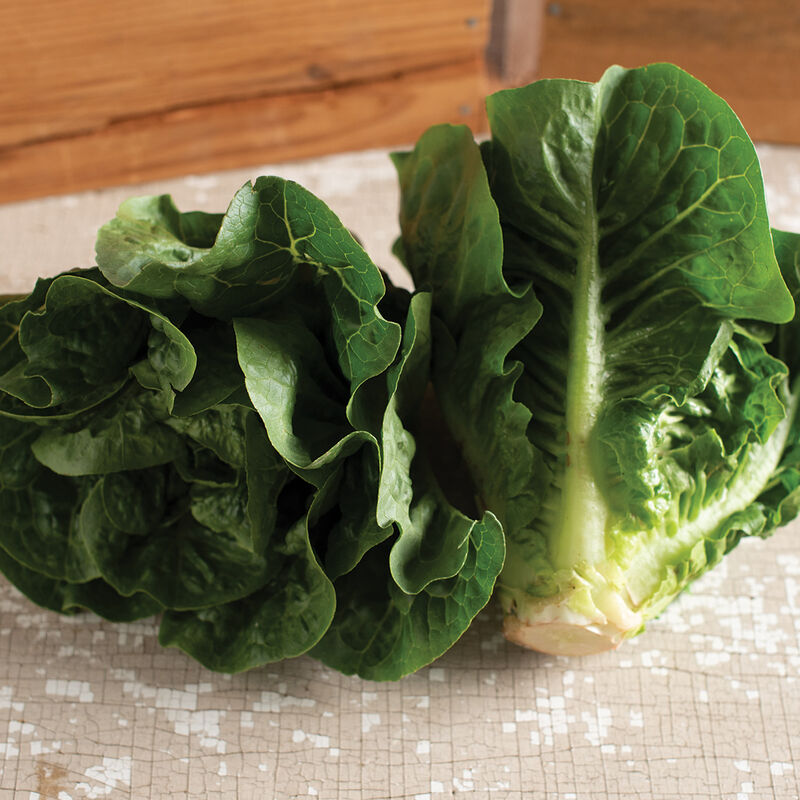Dark green romaine