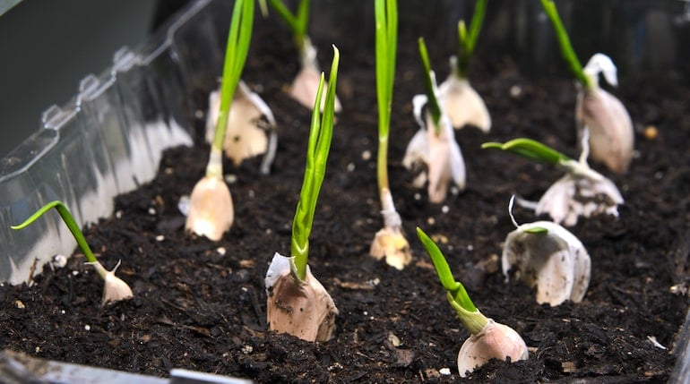 California giant garlic