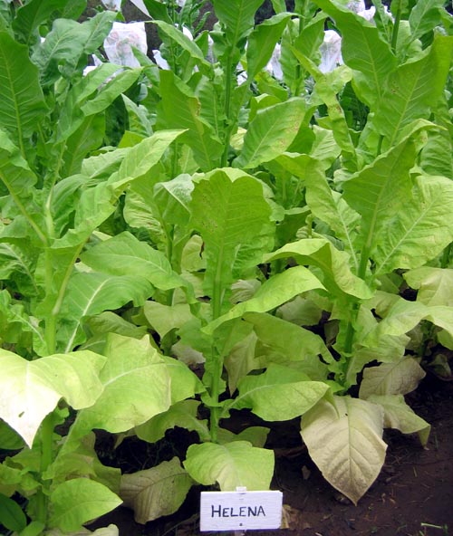 Helena Tobacco