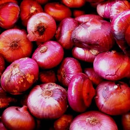 Cipollini Red Onions