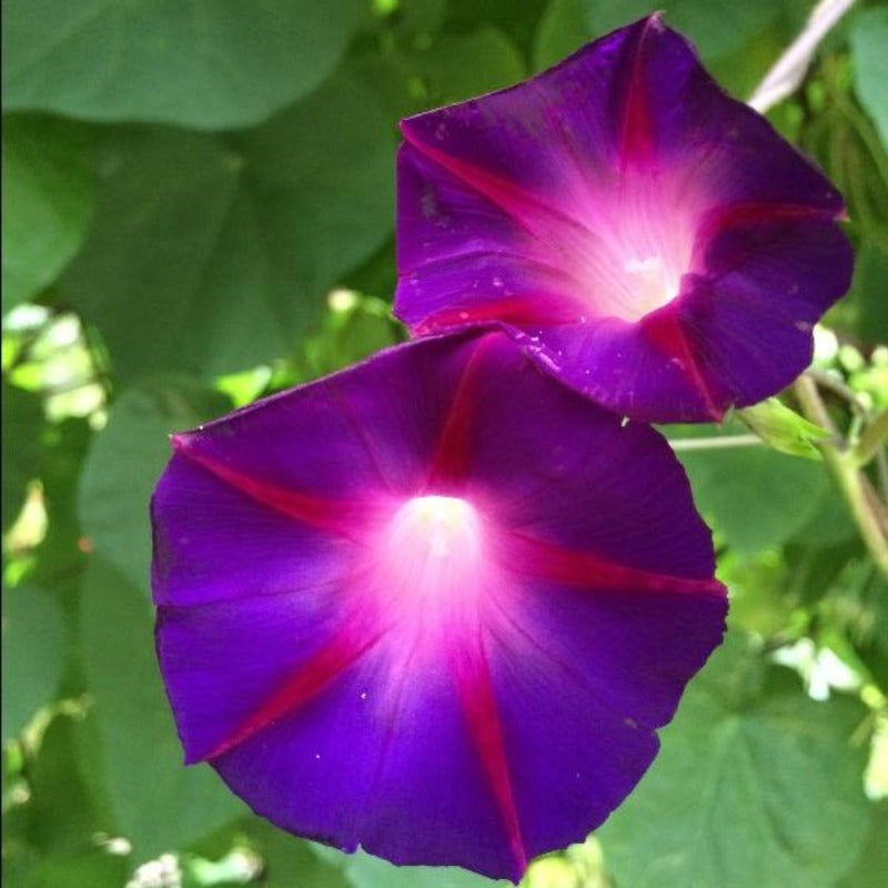 Purple morning glory
