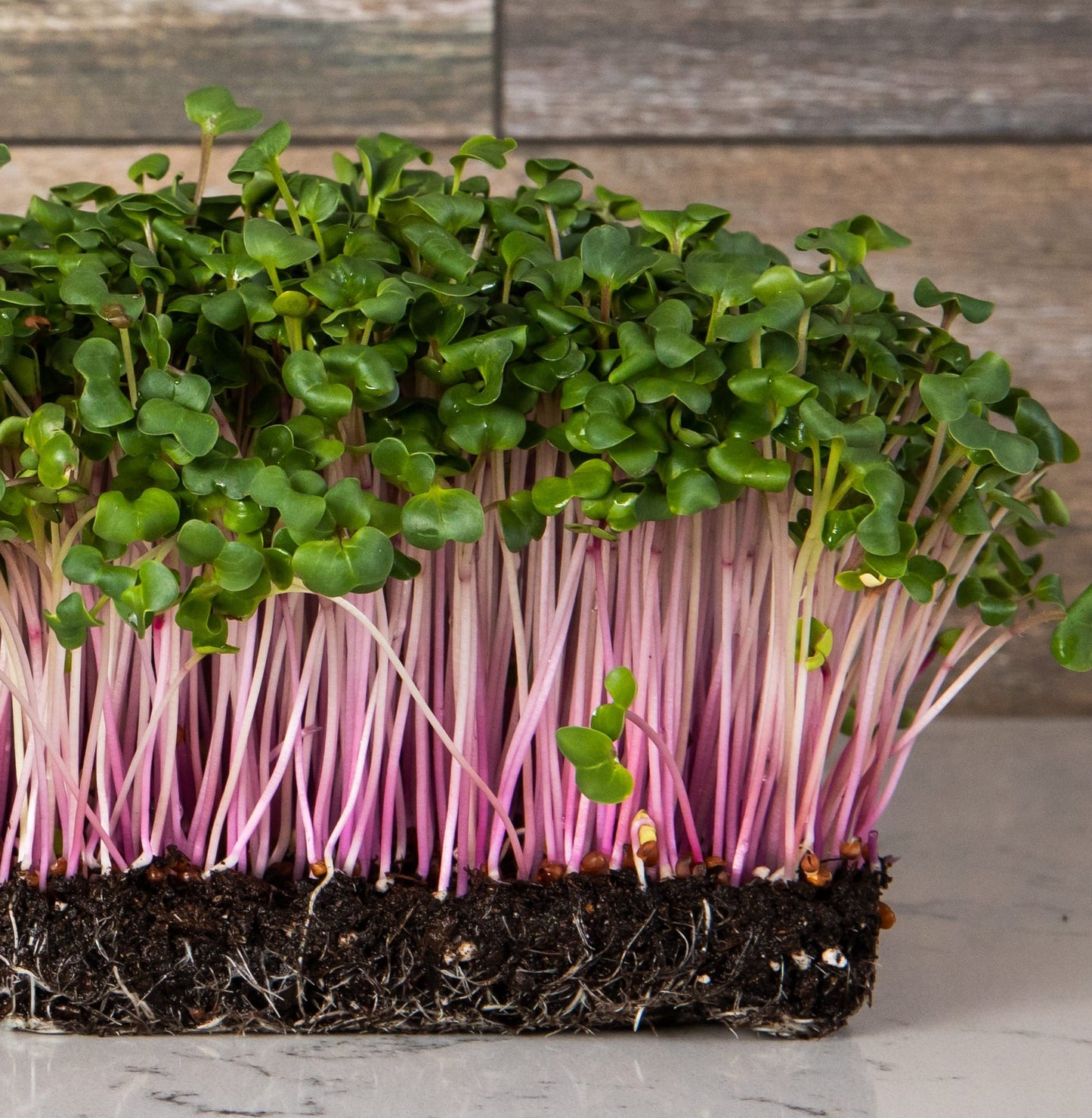 Triton purple sprouting radish seeds