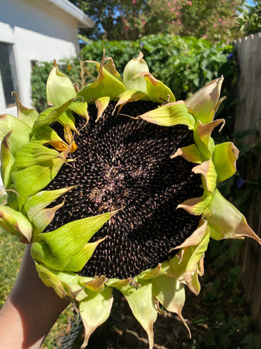Hopi black dye sunflower