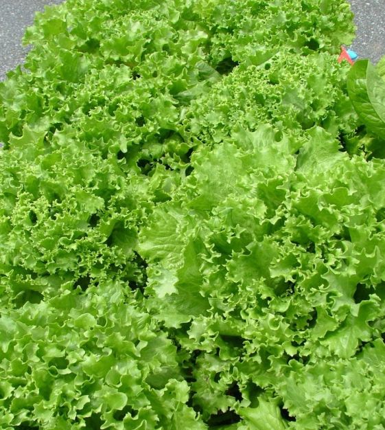 Tango lettuce