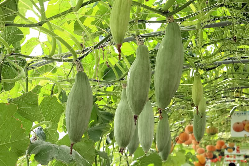 Calabash gourd seeds