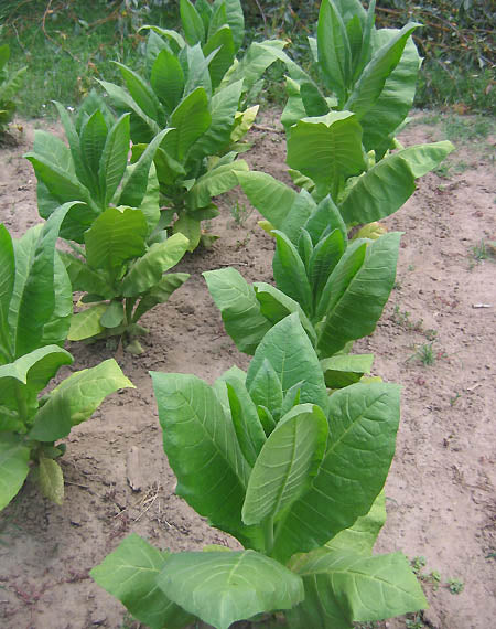 Ternopolskii 7 Tobacco