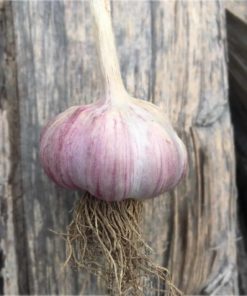 German red garlic