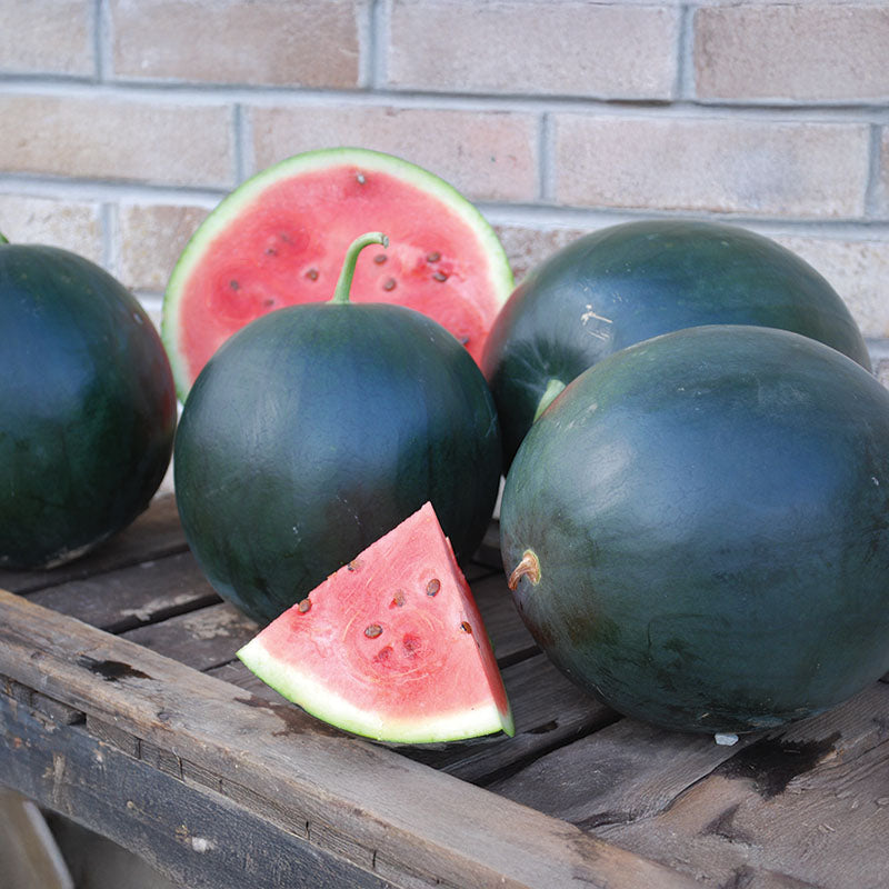 Blacktail mountain watermelon