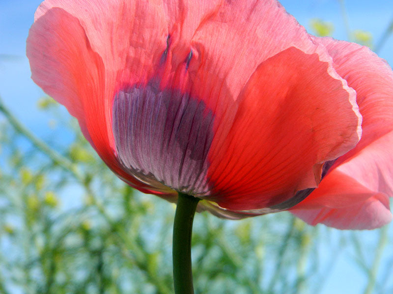 Farm.hand.seeds Pink Plume Celery 