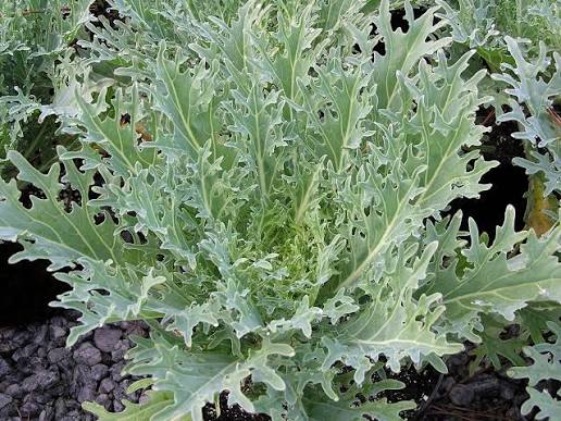 White russian kale