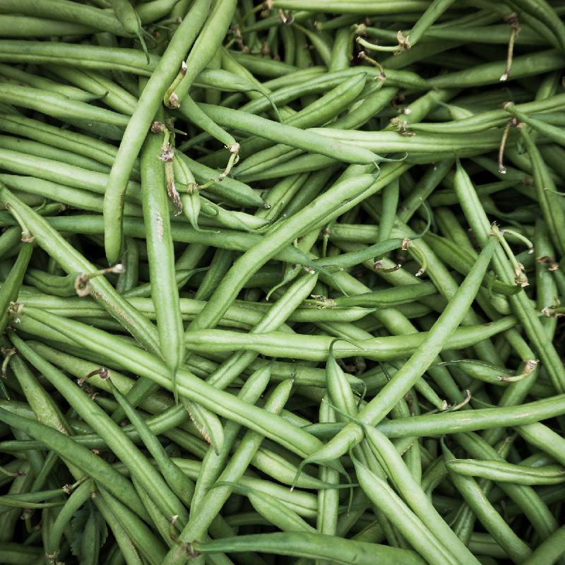 Black valentine green bean