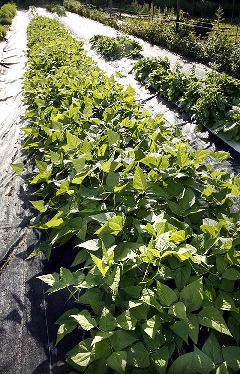 Calypso beans aka yin yang