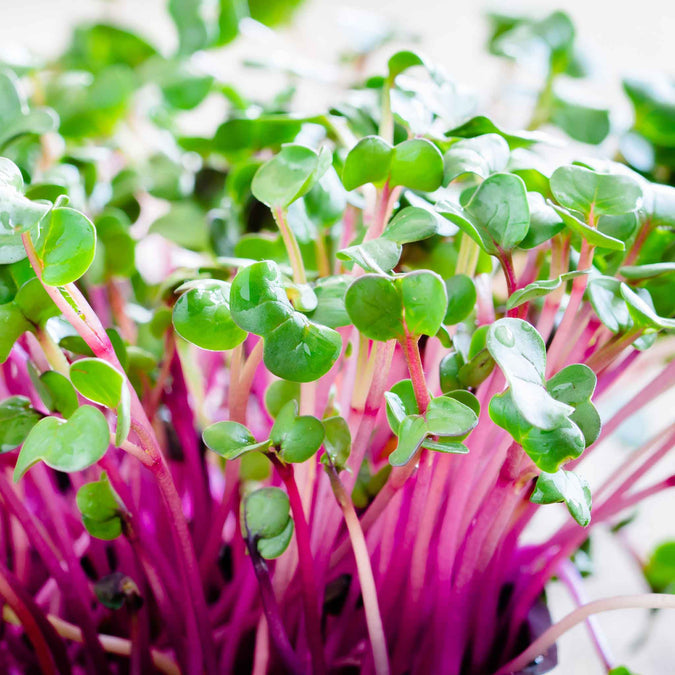 Red arrow sprouting radish seeds