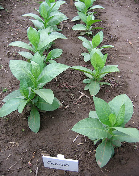 Farm Hand Seeds Goyano Tobacco