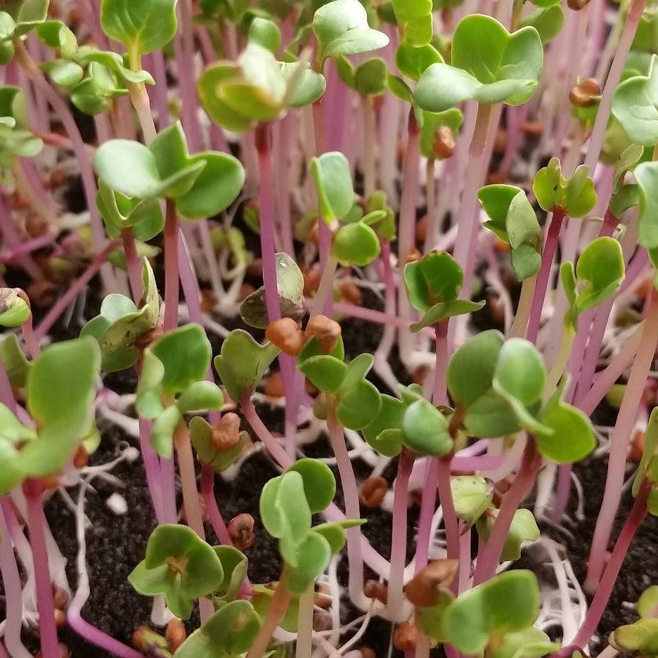 Triton purple sprouting radish seeds