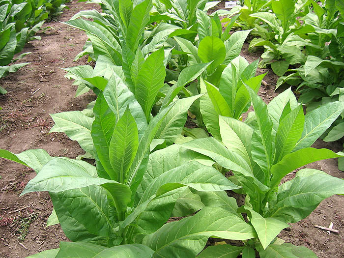 Farm Hand Seeds Brown & Williams Low Nic