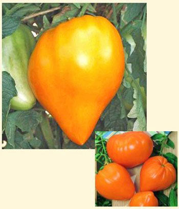 Orange Texas strawberry tomato